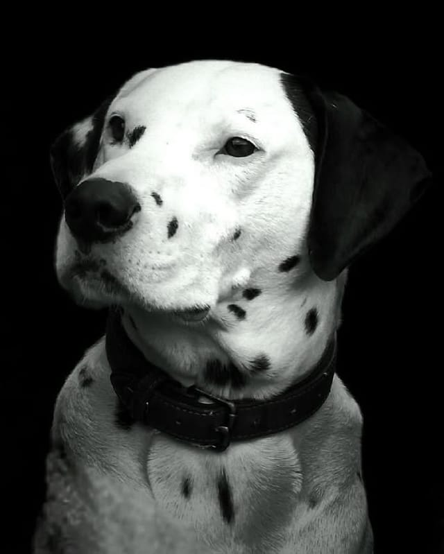 Animalier — photographie de JS Photographe